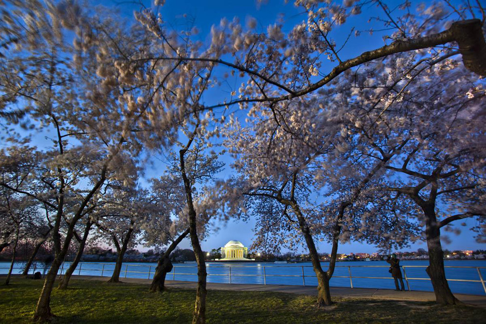 Национальный фестиваль цветущей вишни 