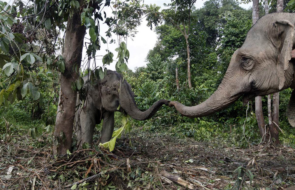 Слоны в лесу