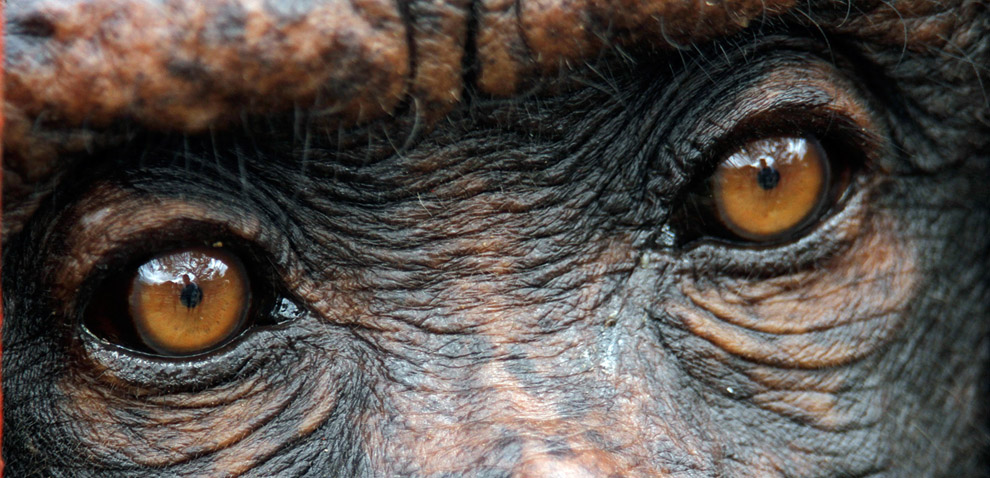 Глаза шимпанзе 