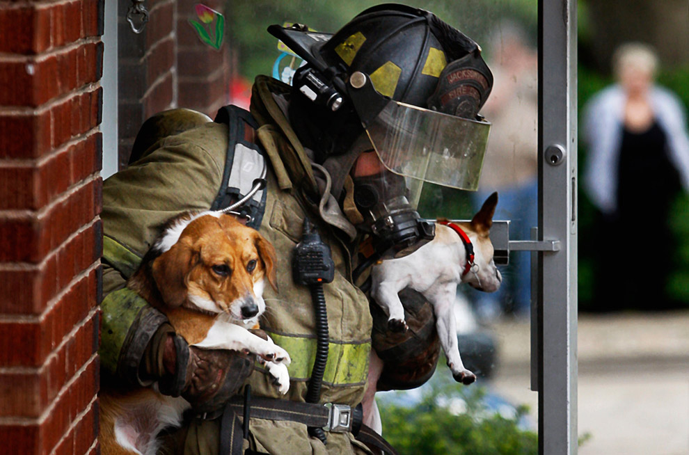 Пожарный и собаки