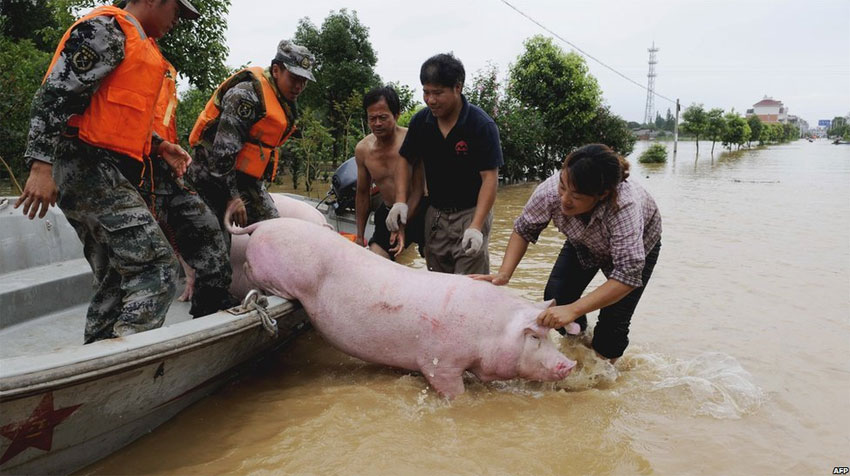 спасение свиньи