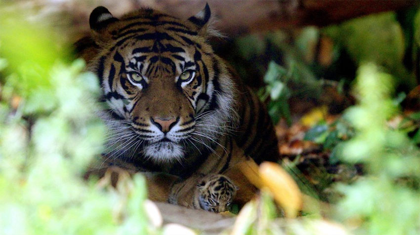 тигрица с детёнышем