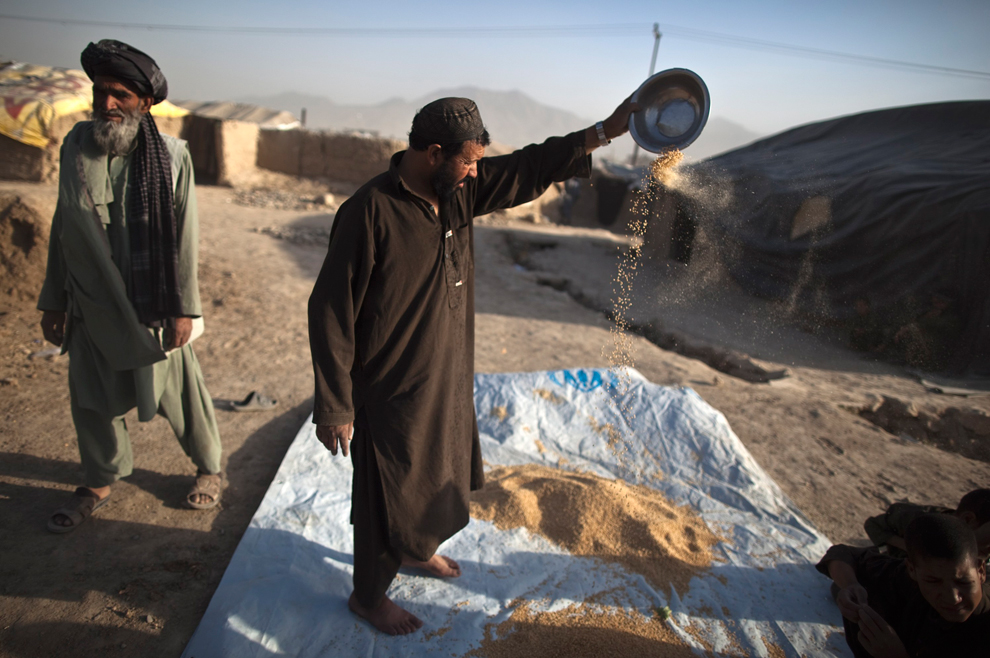 Афганец провеивает пшеницу