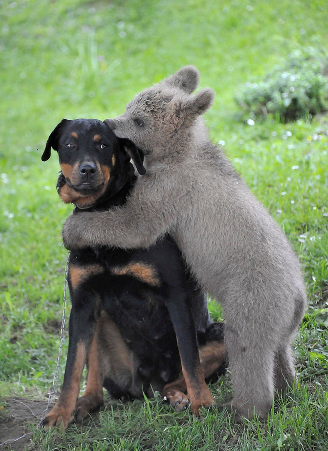 Медвежонок и собака