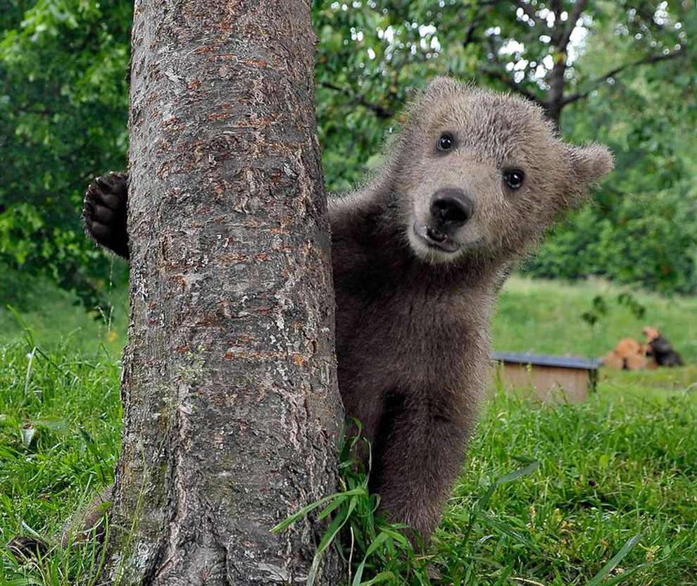 Медвежонок возле дерева