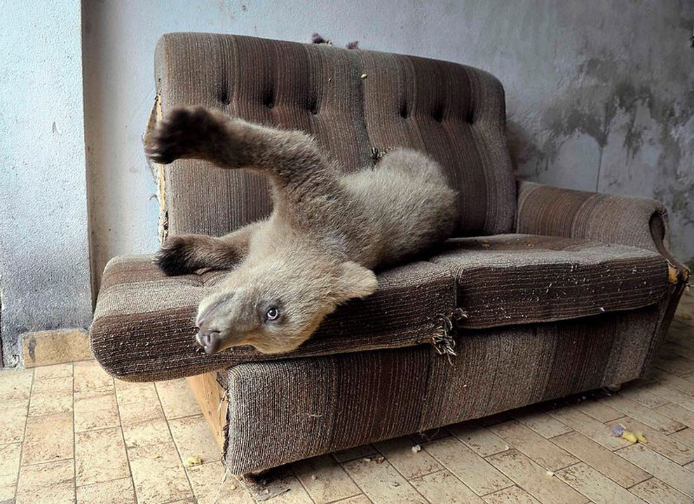 Медвежонок на диване