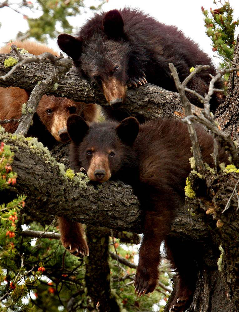 Медведи на дереве