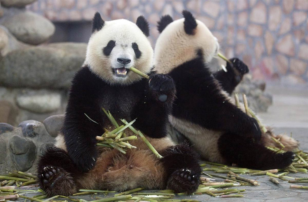 Гигантские панды 