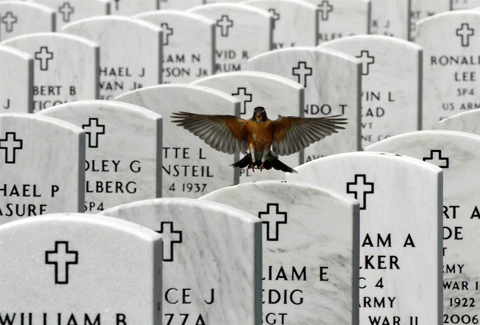 Птица на кладбище