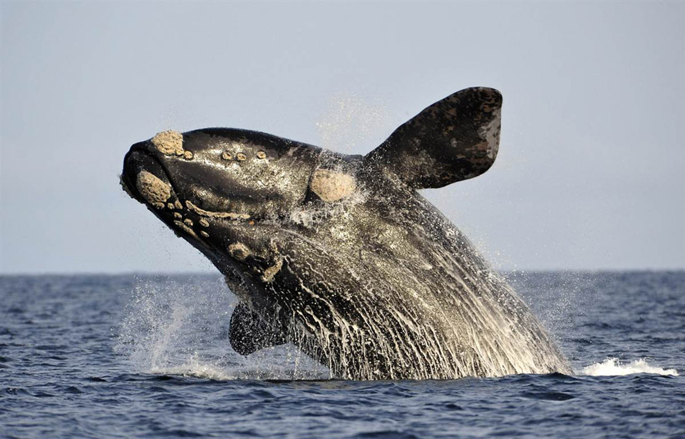 Южный гладкий кит 