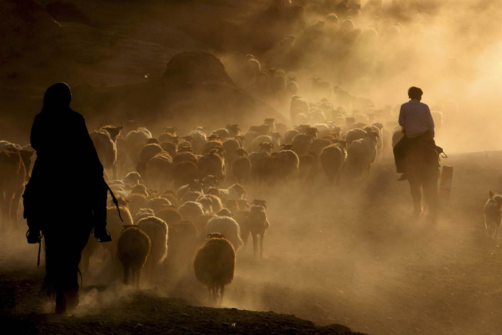 Пастухи перегоняют овец 