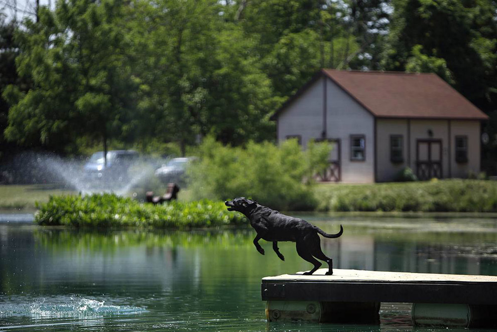 Собака прыгает в пруд 