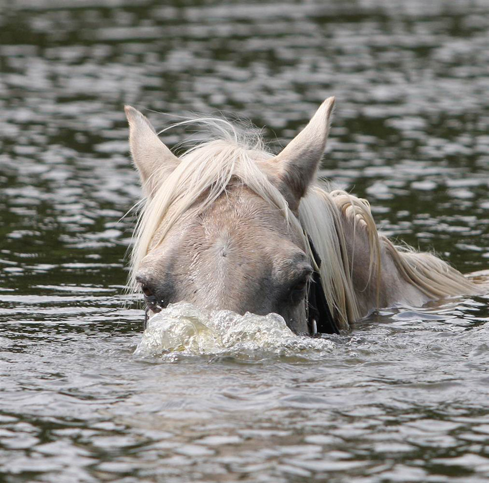 Лошадь в пруду