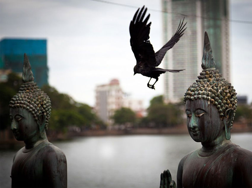 Будды и птица