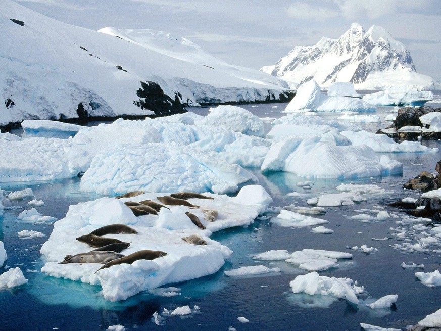 Крабоедне тюлени, Петерман Ислэнд, Антарктический полуостров