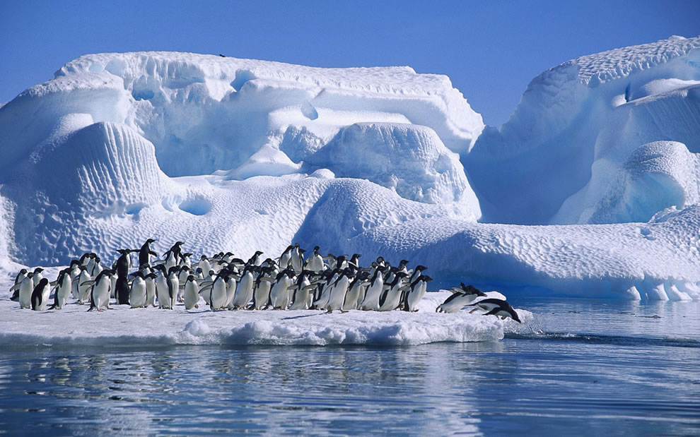 ледник и пингвины