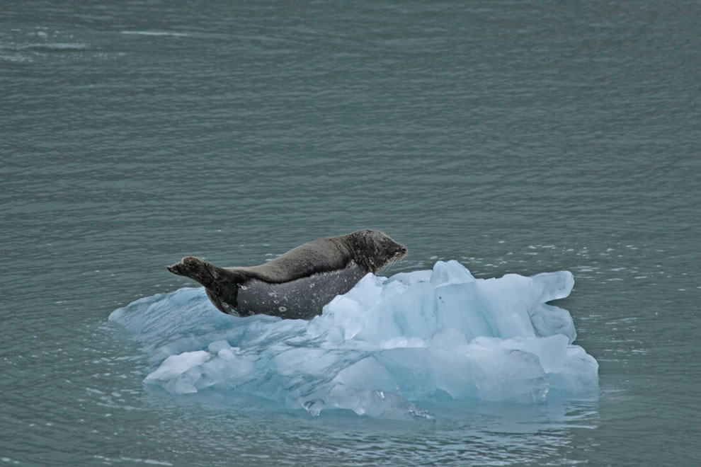 тюлень и айсберг
