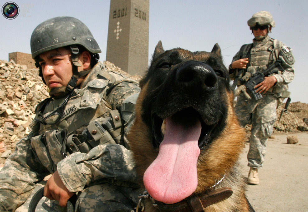 собака и солдат отдыхают