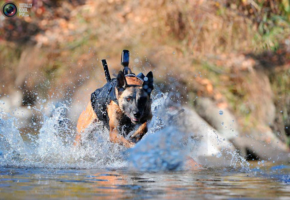собака бежит по воде