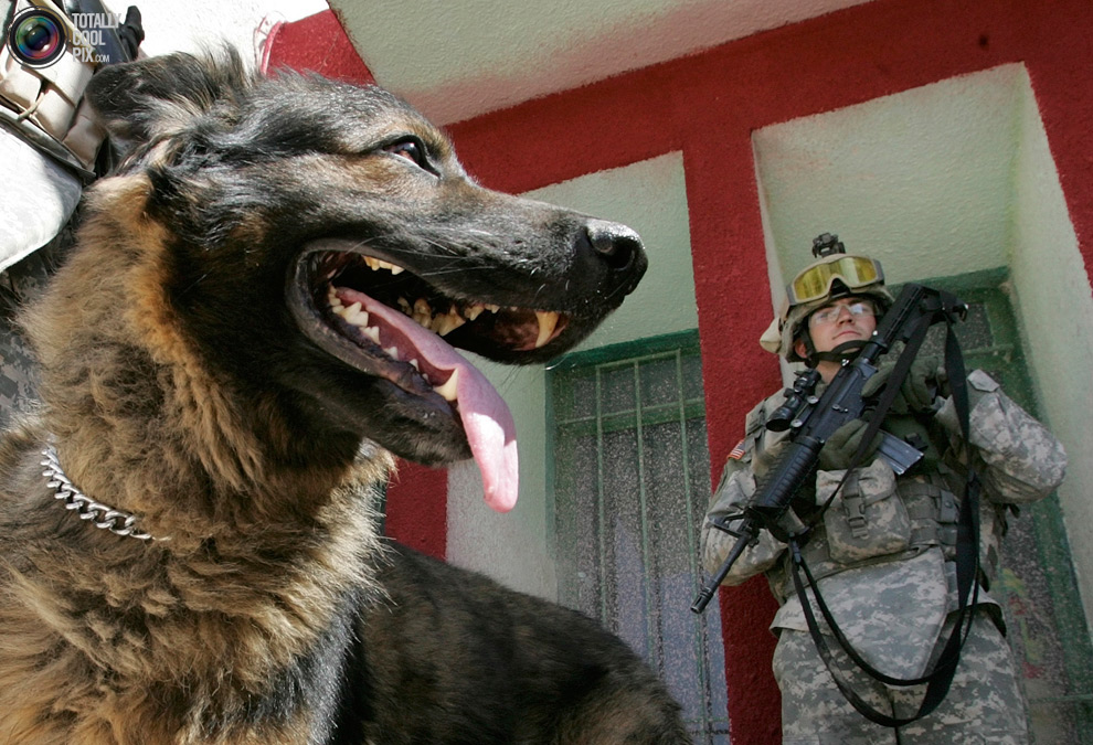 солдат и собака на посту