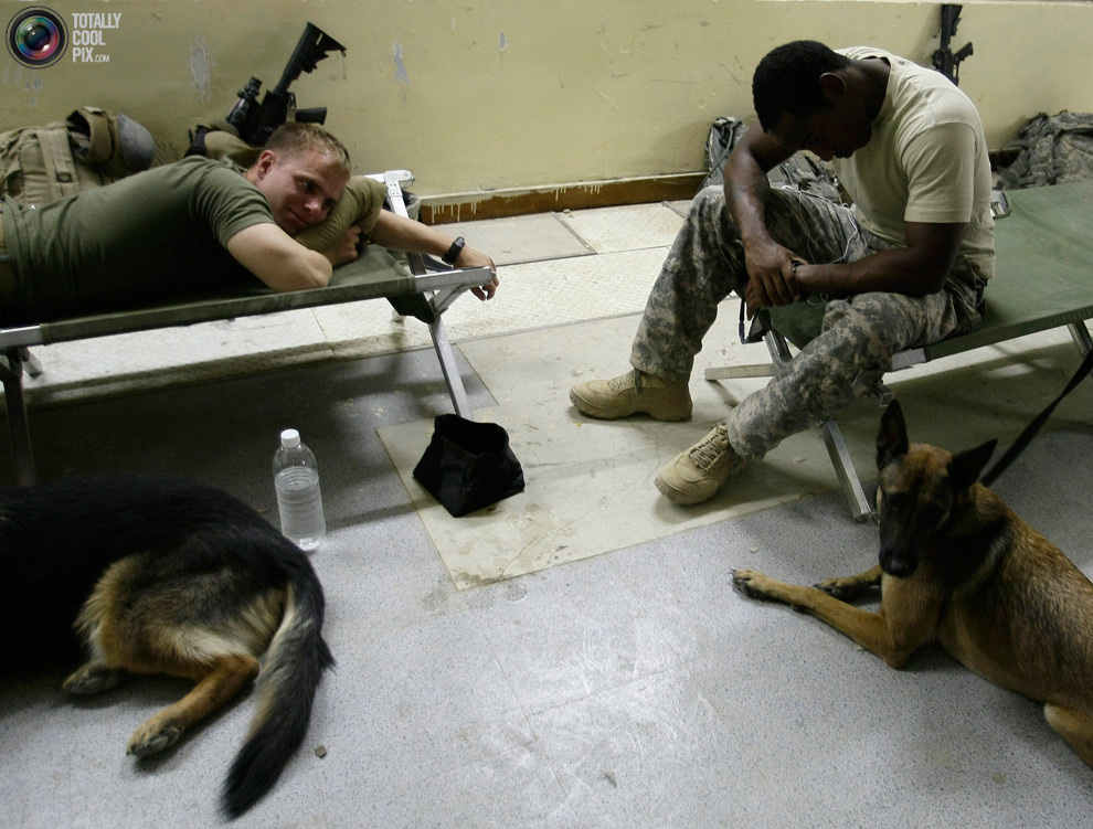 солдаты и служебные собаки