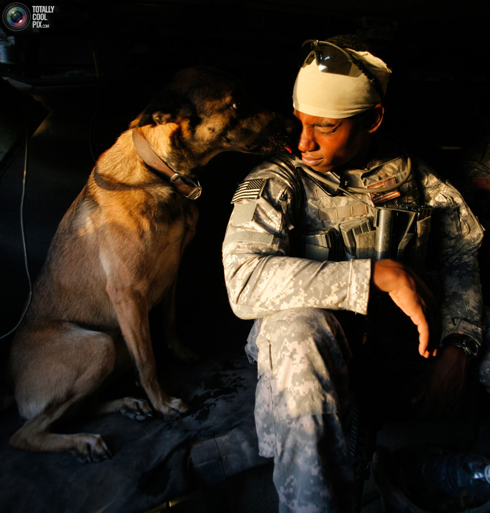 собака лижет лицо солдата