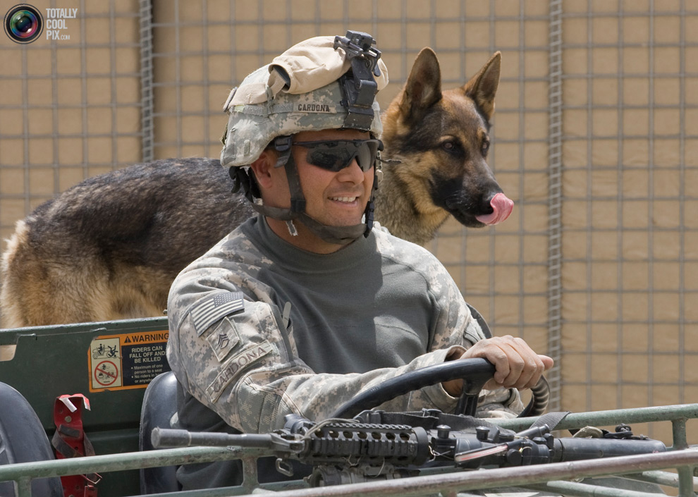 собака и солдат едут на машине