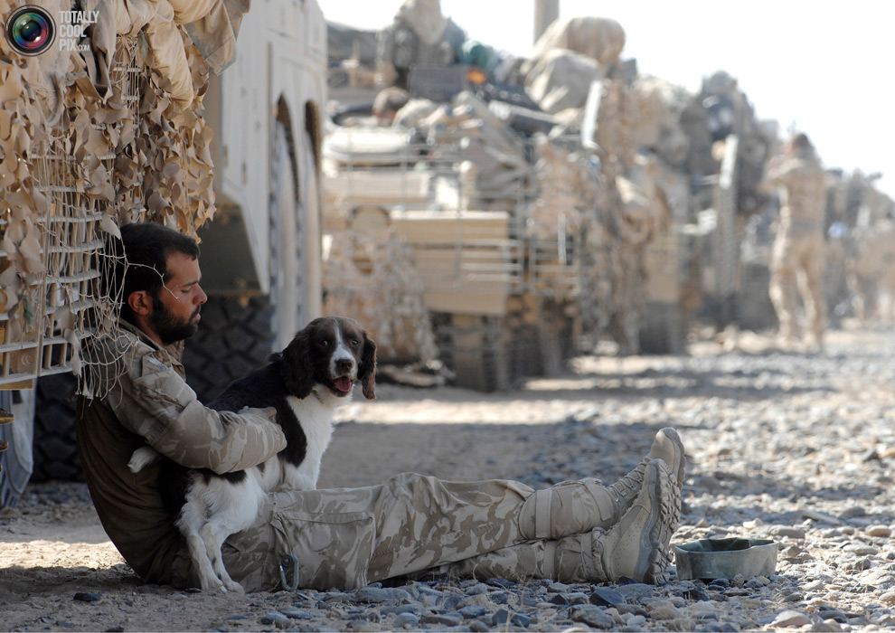 служебная собака и солдат