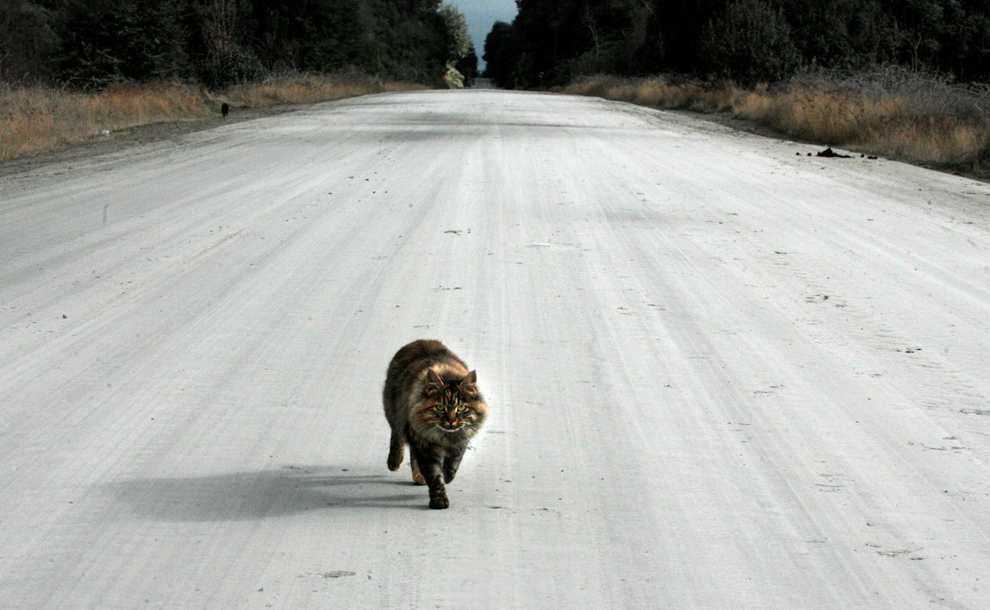 Кот на дороге