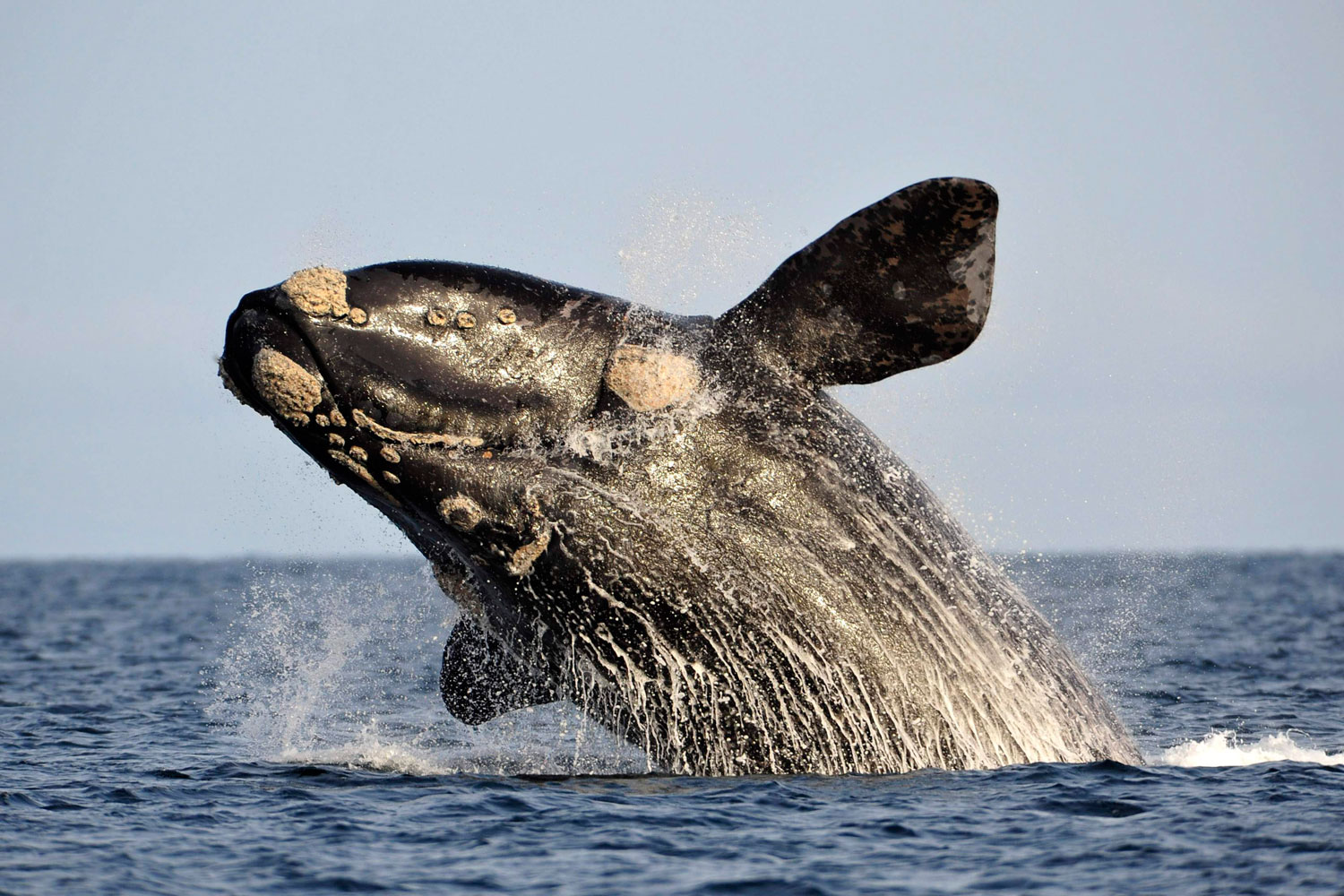 южный гладкий кит