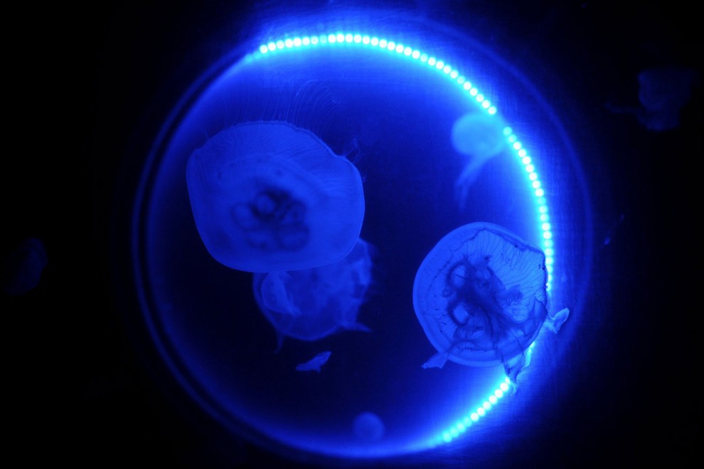 лунная медуза