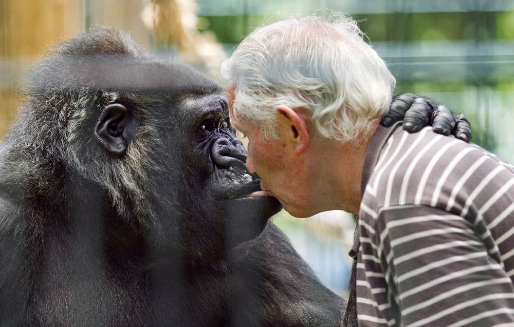 Мужчина целует гориллу