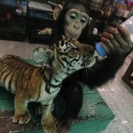 Мама-Шимпанзе усыновила тигренка