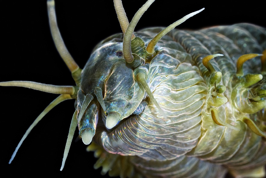 Макросъемка морских животных