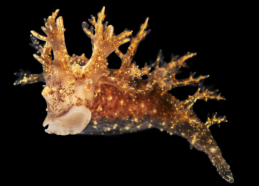 Макросъемка морских животных