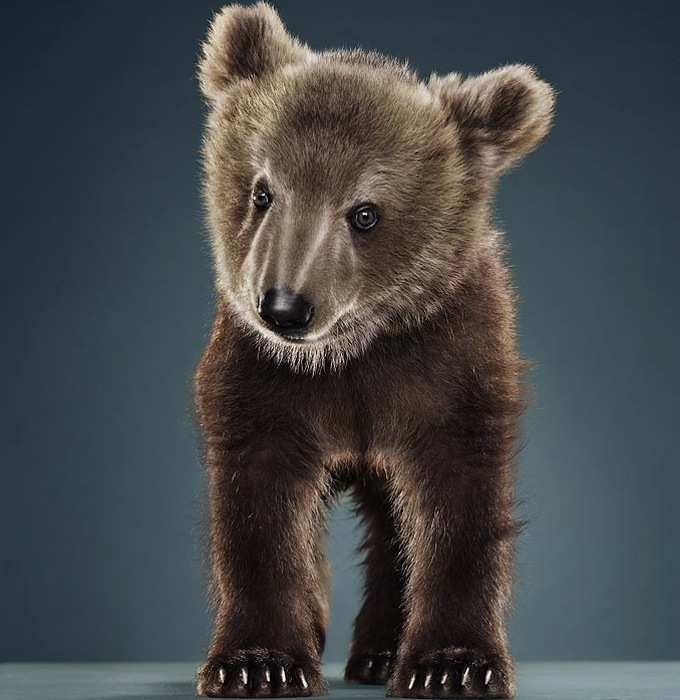 Портреты медведей 