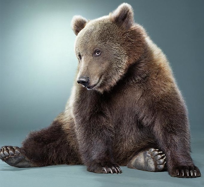 Портреты медведей 