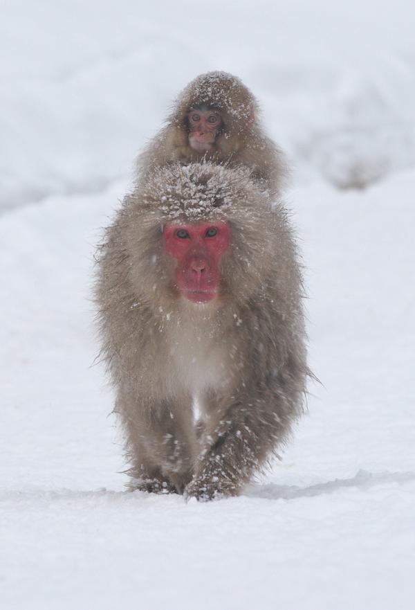 снежные обезьяны
