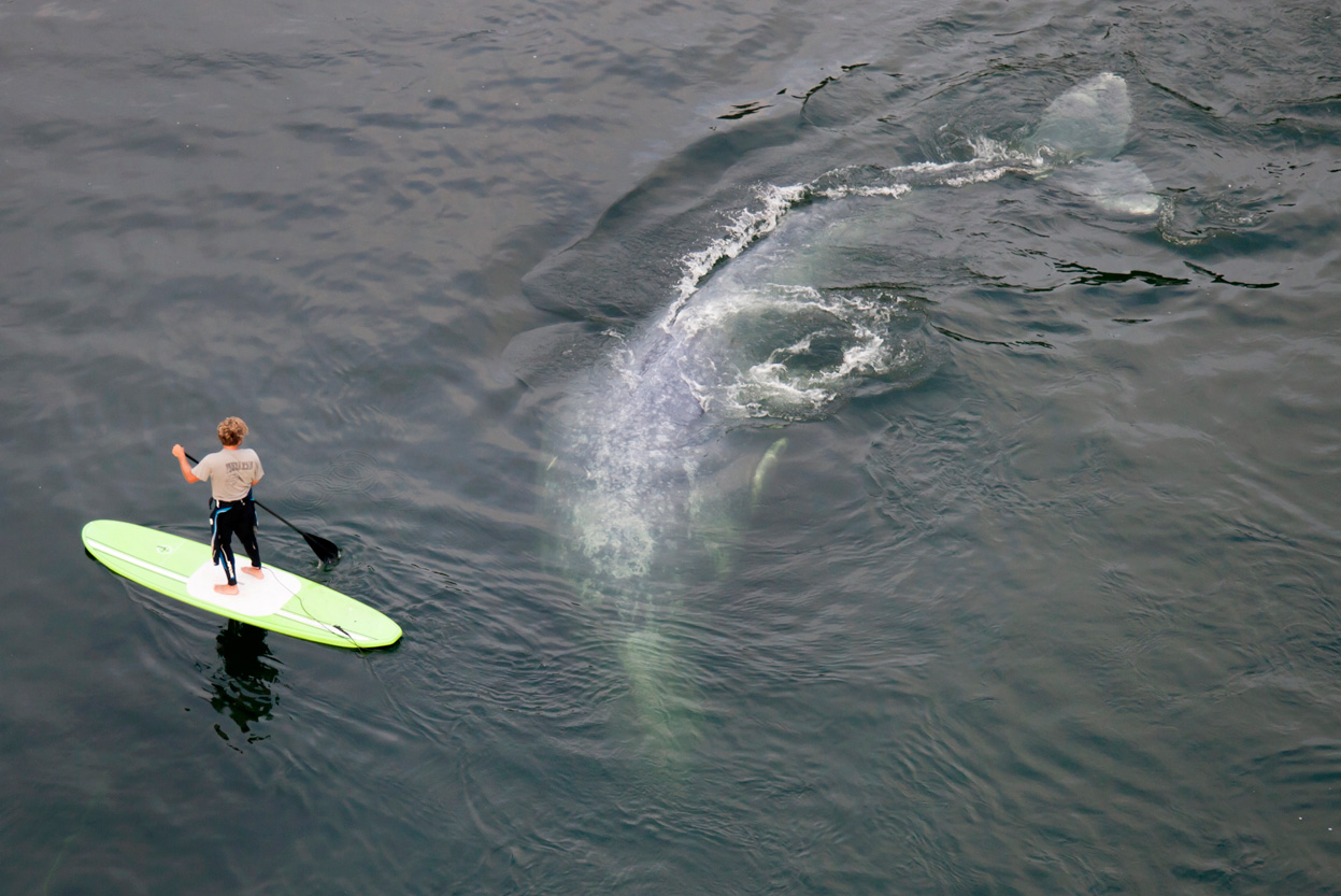 Серый кит с детенышем