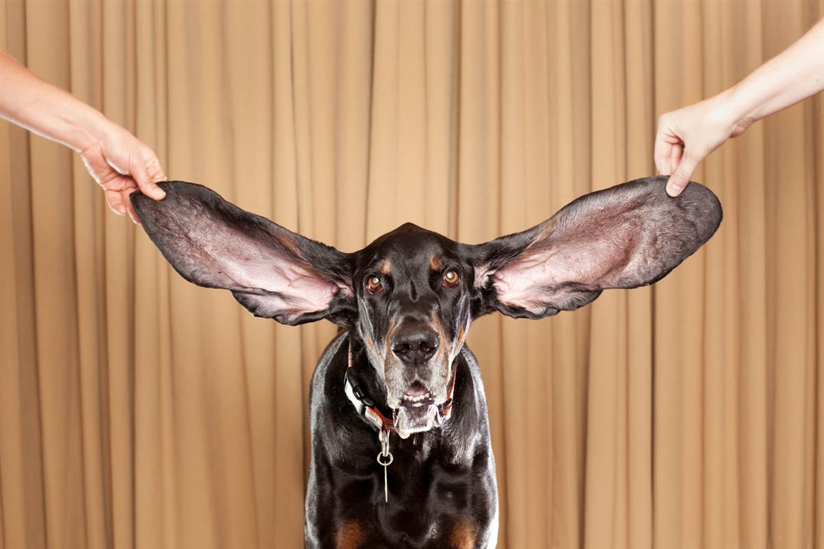 Самые длинные уши у собаки 