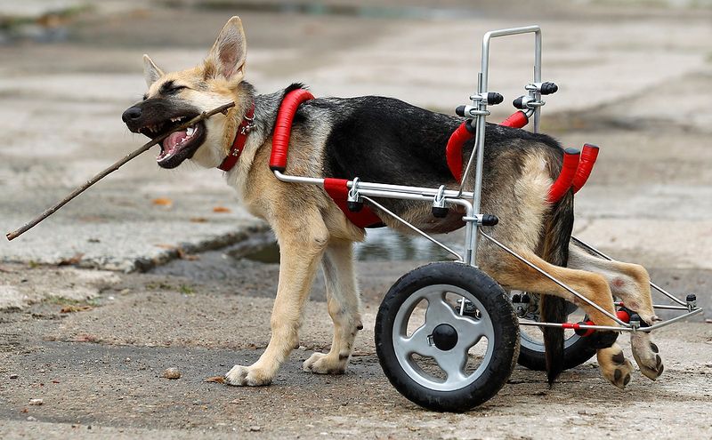 Собака-инвалид