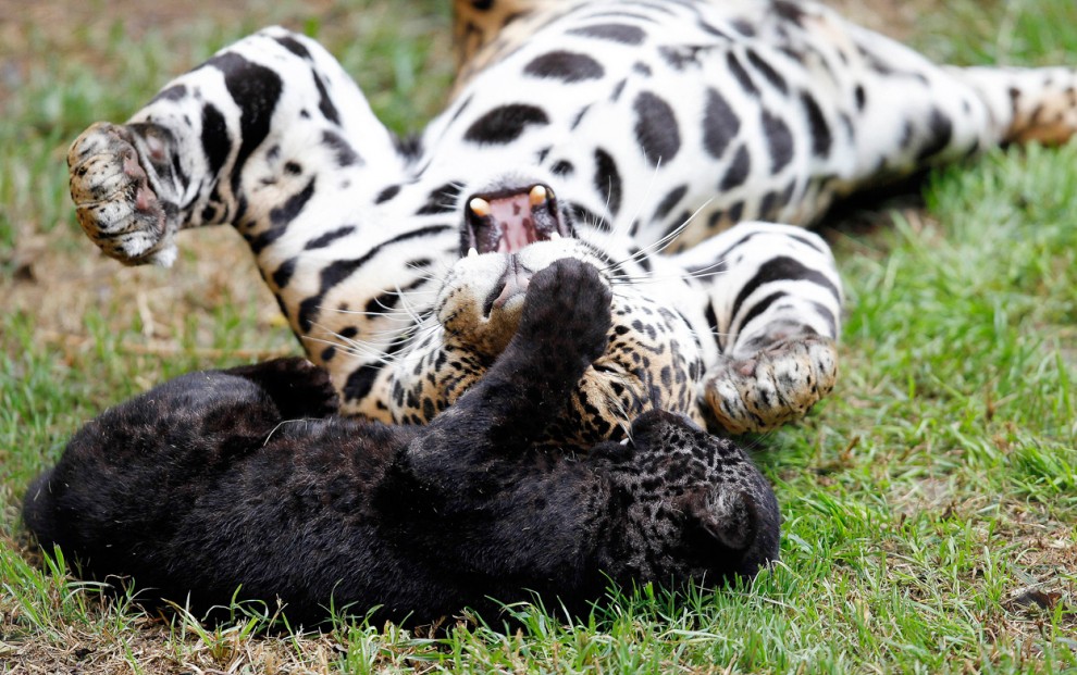 Самка ягуара с детенышем