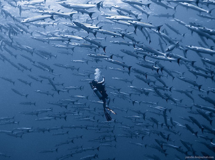 Подводная фотография Александра Сафонова