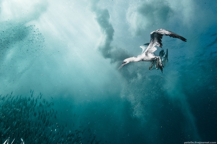 Подводная фотография Александра Сафонова