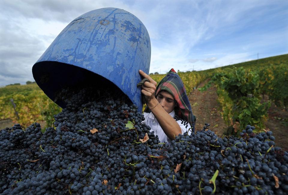 Рабочий грузит виноград