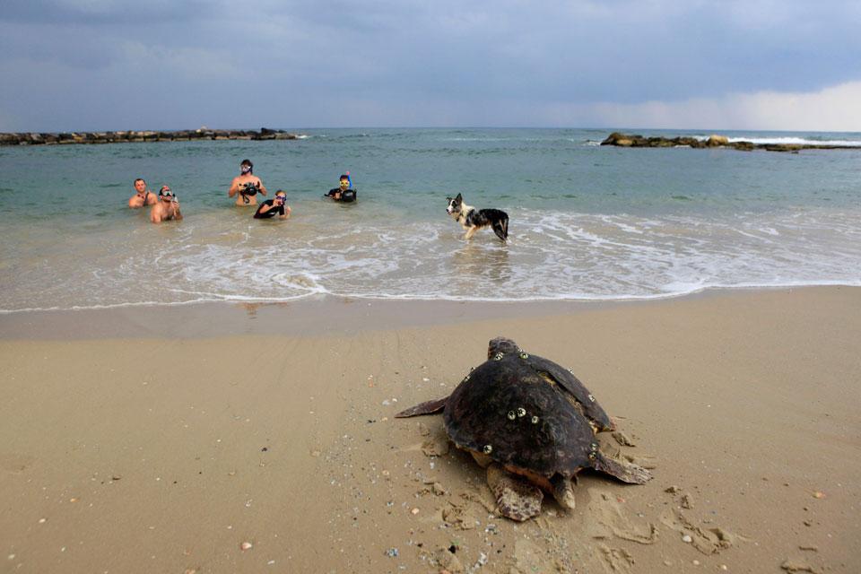 грифовая морская черепаха