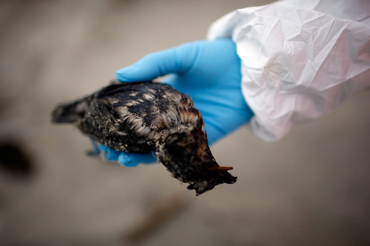 Птицы пострадавшие от нефти