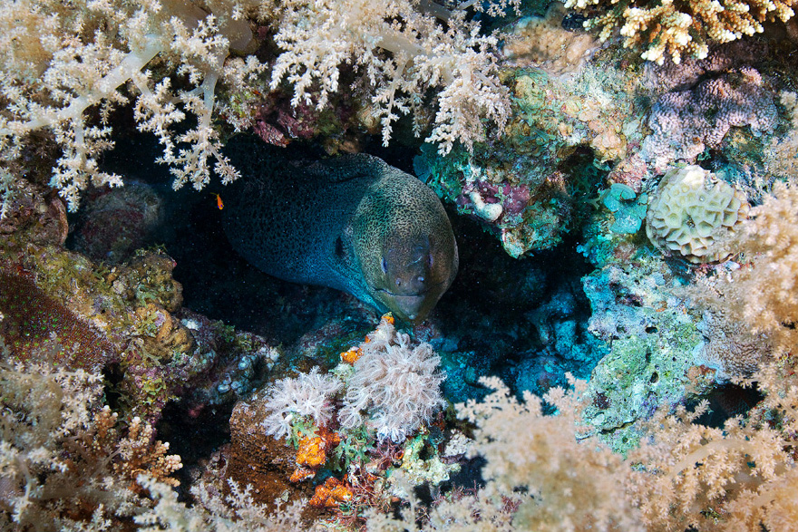 Подводный мир Красного моря