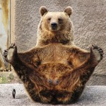 Медведь-йог