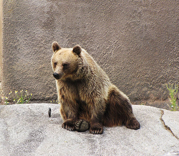 Медведь-йог